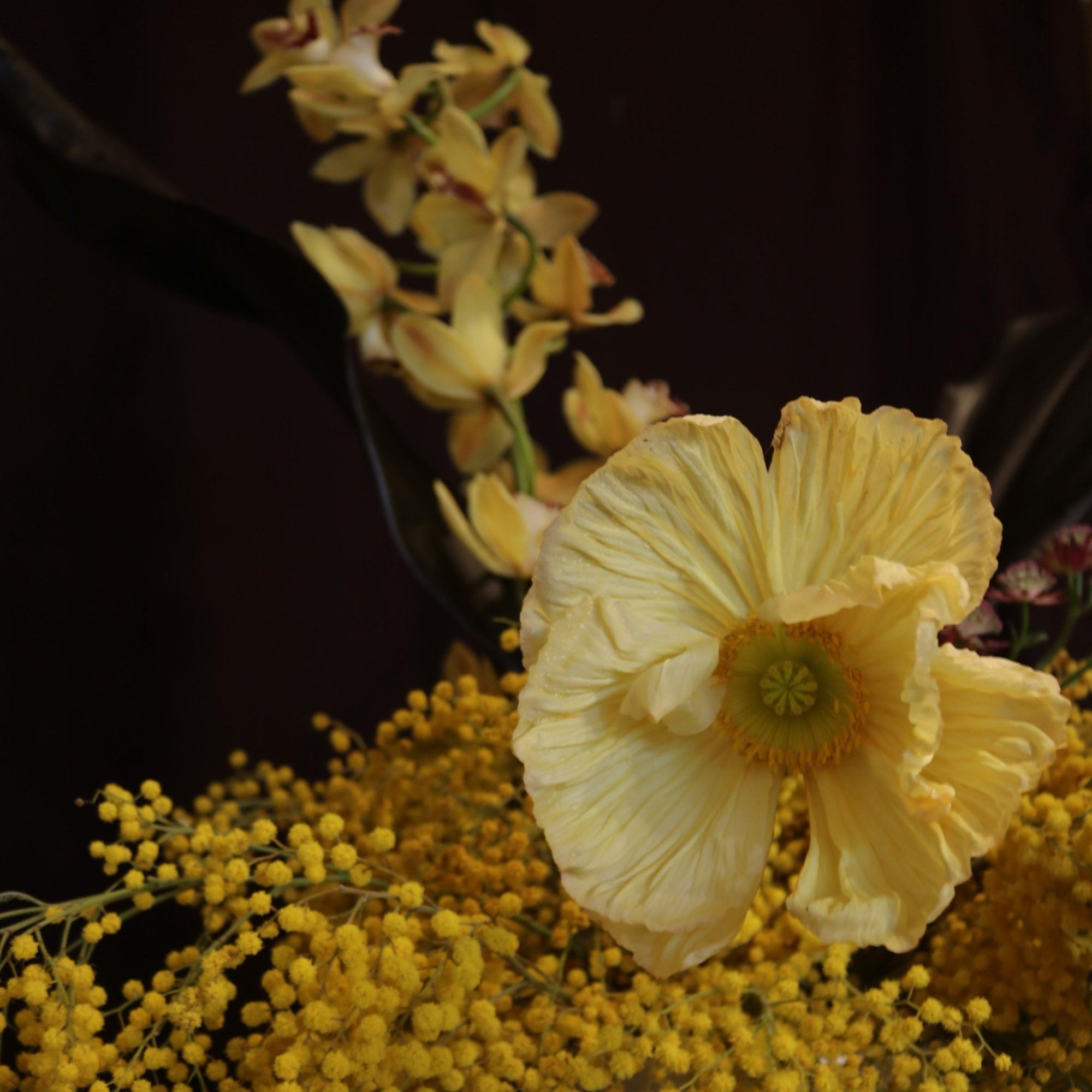 Close-up of a pale yellow poppy with cymbidium orchids in the background at Royal Highness, Fitzroy, Berlin