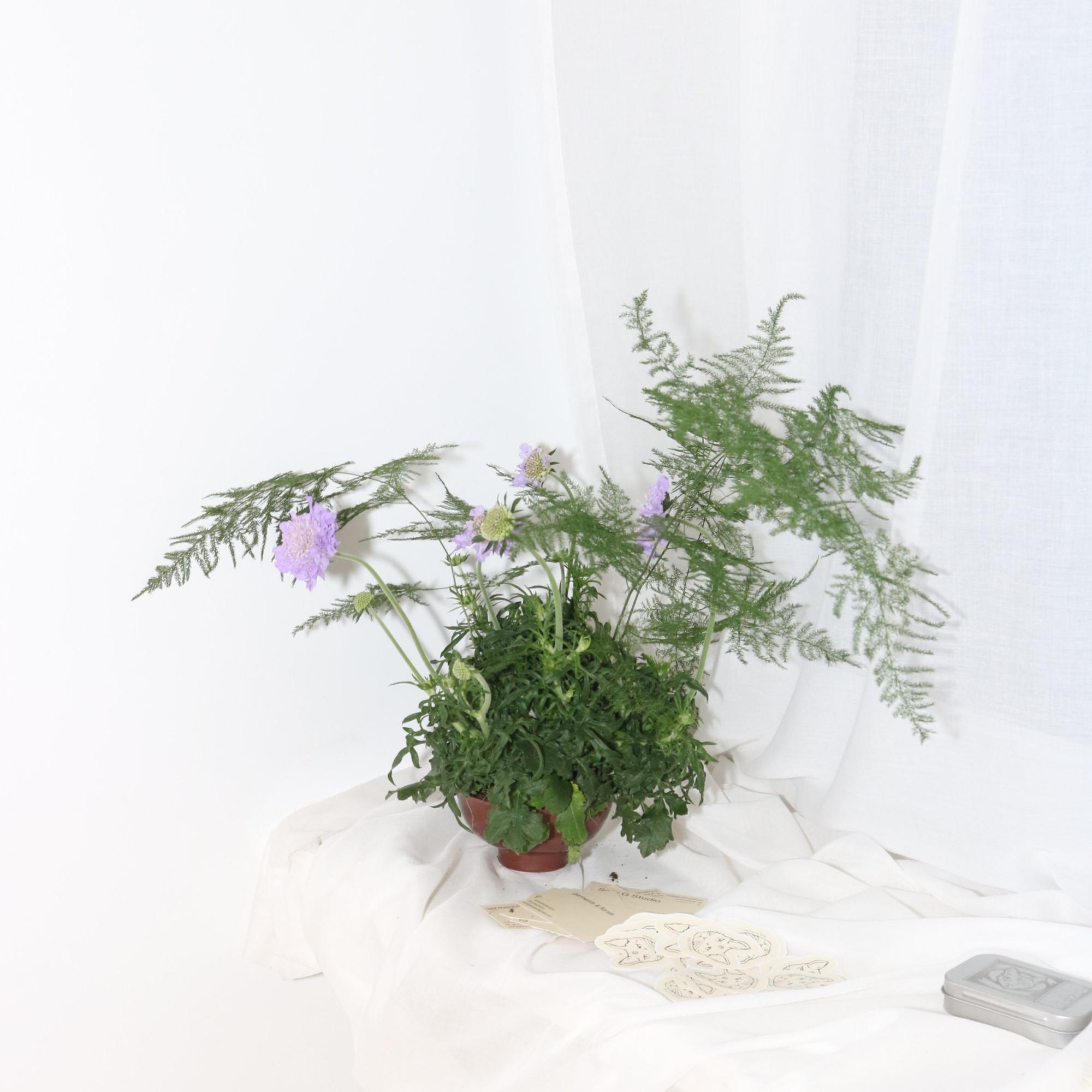 Potted floral arrangement with purple scabiosa and ferns styled on white linen with vintage lace doilies