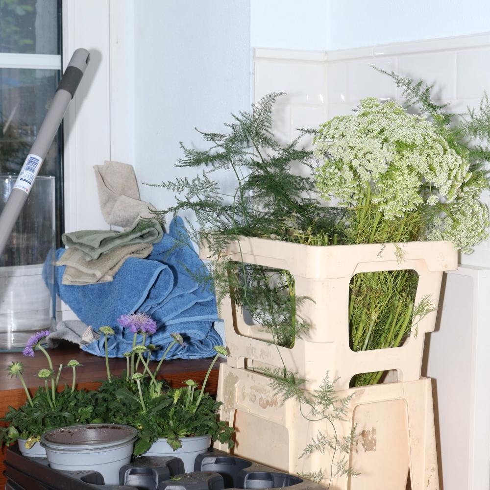 Queen Anne's lace, ferns, and potted scabiosa staged on a step stool near a window during floral prep