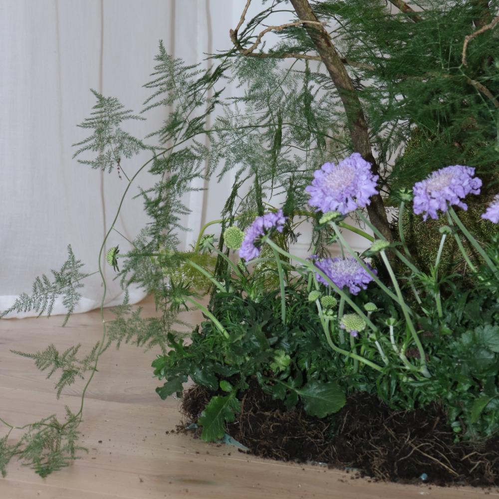 Detail shot of purple scabiosa flowers and ferns emerging from a mossy base